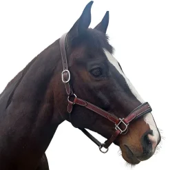 Allon Show Halter
