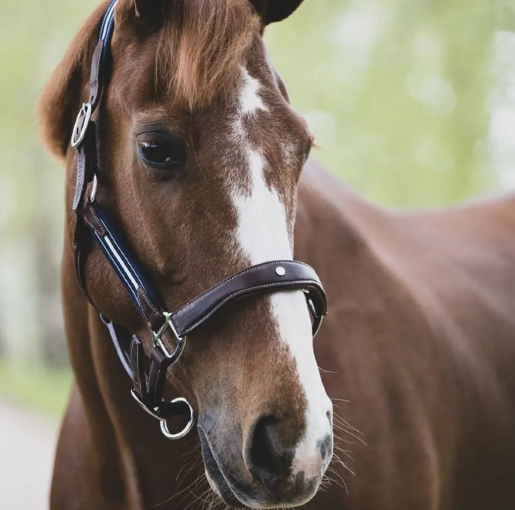 Antarès Stressless Leather Halter