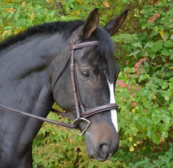 Black Oak Cyprus Snaffle Bridle