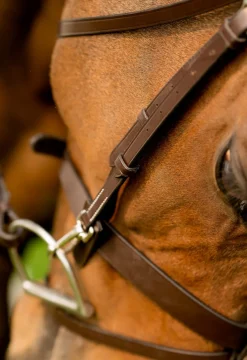 Black Oak Maple Training Bridle