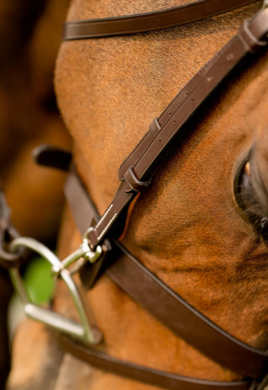 Black Oak Maple Training Bridle