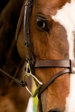 Black Oak Maple Training Bridle