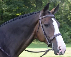 Black Oak Spruce Hunter Bridle