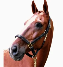 Black Oak Willow Halter