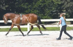 Camelot Training Surcingle