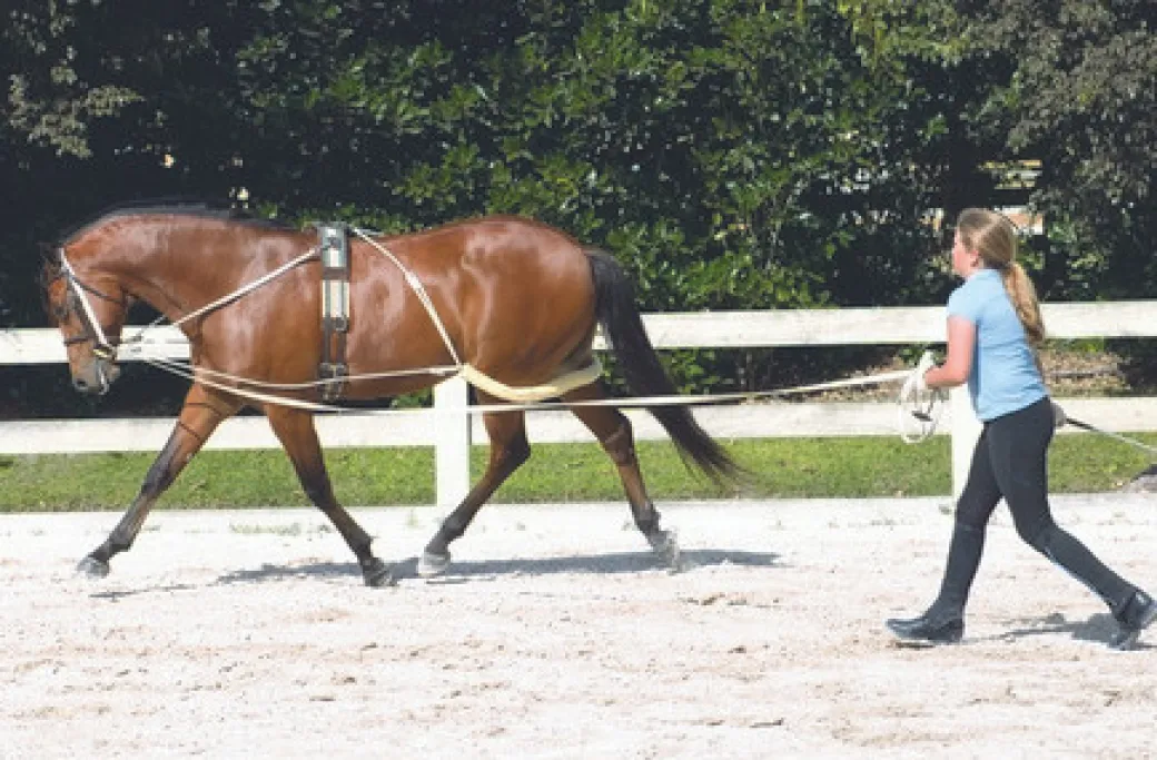 Camelot Training Surcingle
