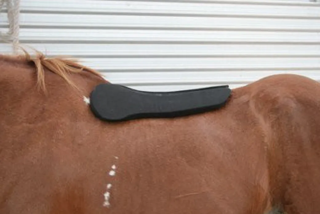Circle Y Long Shoulder Bridge Pad 3/4" or 1"