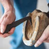 Classic Equine Rasp Hoof Pick