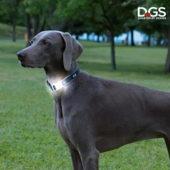 Comet LED Collar for Dogs