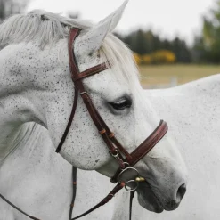 CommonWealth Braided Training Bridle