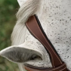 CommonWealth Hunter Bridle