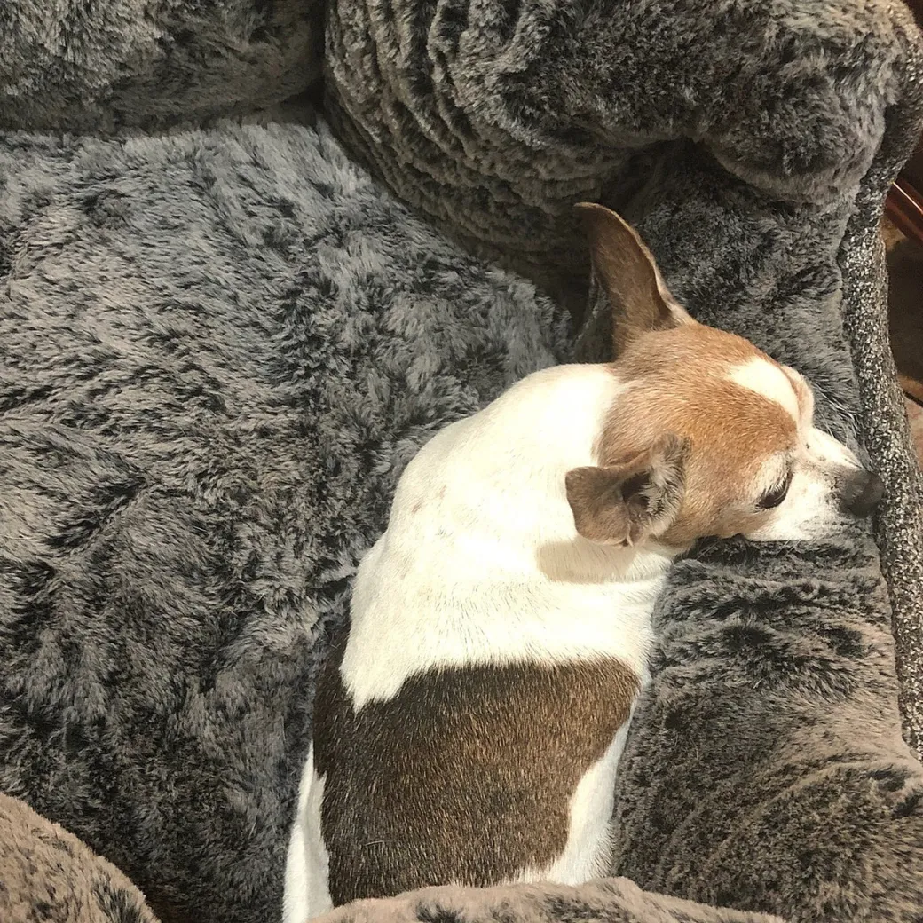 DGS Chill Kuzzi FIR Dog Bed