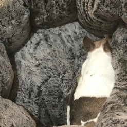 DGS Chill Kuzzi FIR Dog Bed