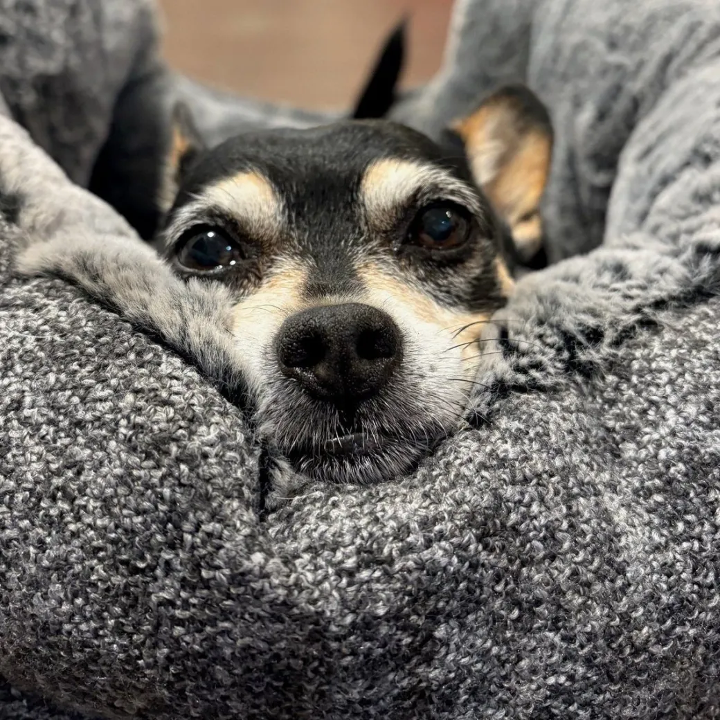 DGS Chill Kuzzi FIR Dog Bed