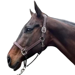 DziaSport Happy Horse Leather Halter