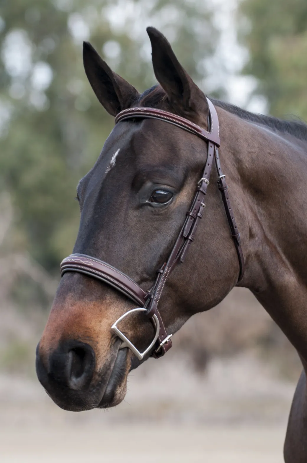 Edgewood Raised Padded Fancy Stitch Bridle with Padded Crown