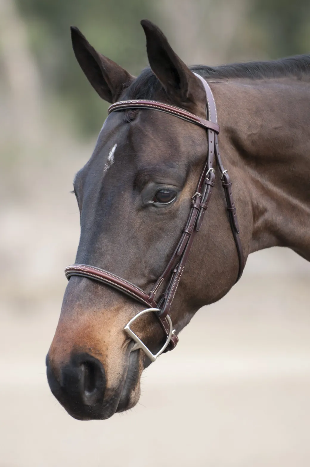 Edgewood Raised Padded Fancy Stitch Bridle with Padded Crown