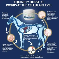 Equinety Horse XL