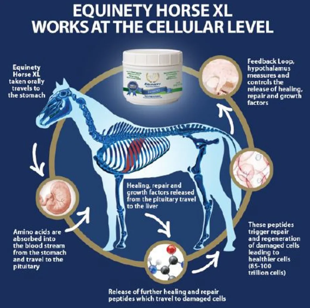 Equinety Horse XL