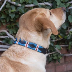 Gaucho Goods Pacific Leather Dog Collar