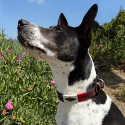 Gaucho Goods Patriot Leather Dog Collar