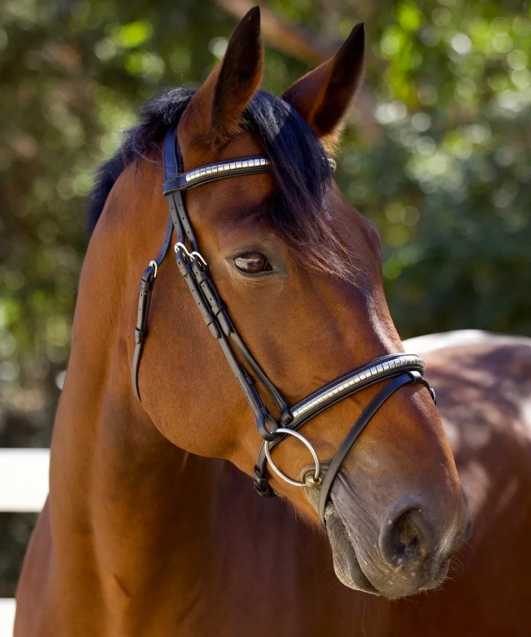 Halter Ego Galway Jumper Bridle