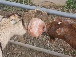 Himalayan Rock Salt on Rope