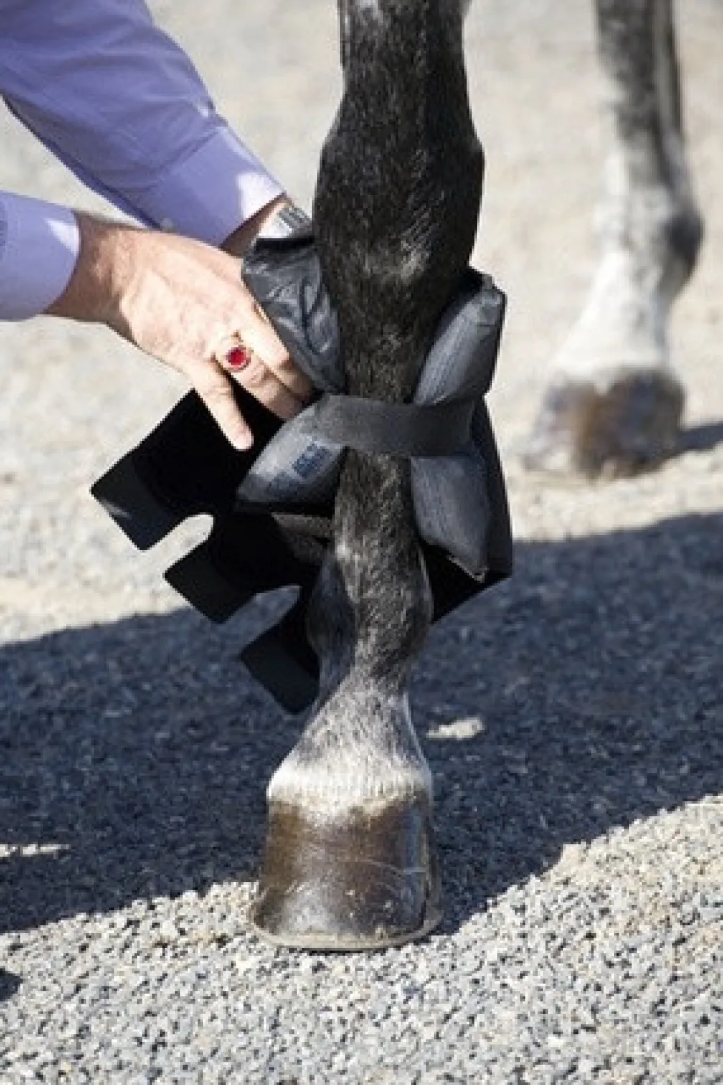 Ice Horse Tendon Wrap with Inserts - SINGLE