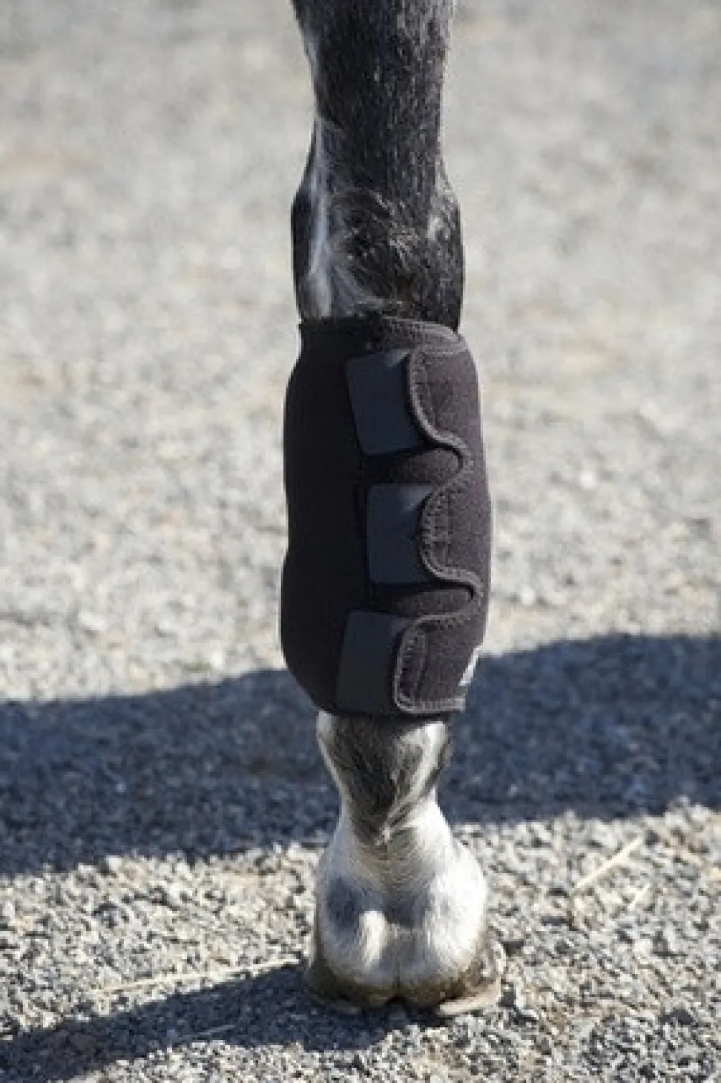 Ice Horse Tendon Wrap with Inserts - SINGLE