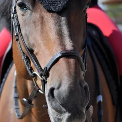 In Horse We Trust Drop Noseband