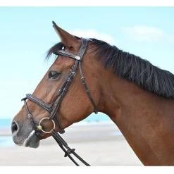 Jump'In Tuesday Flash Bridle