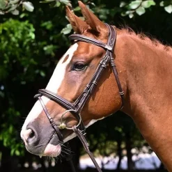 Jump'In Tuesday Flash Bridle