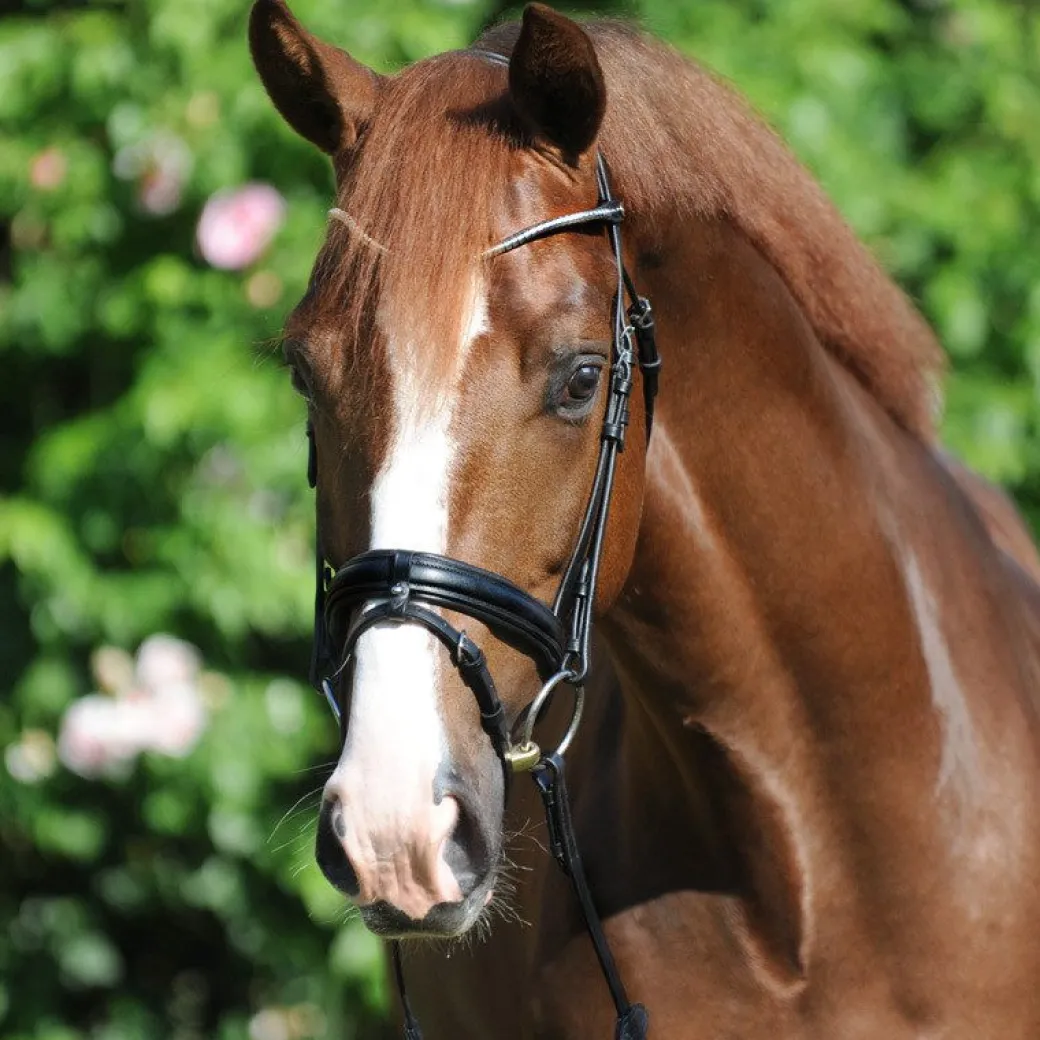 Kavalkade Clinchesse Snaffle Bridle