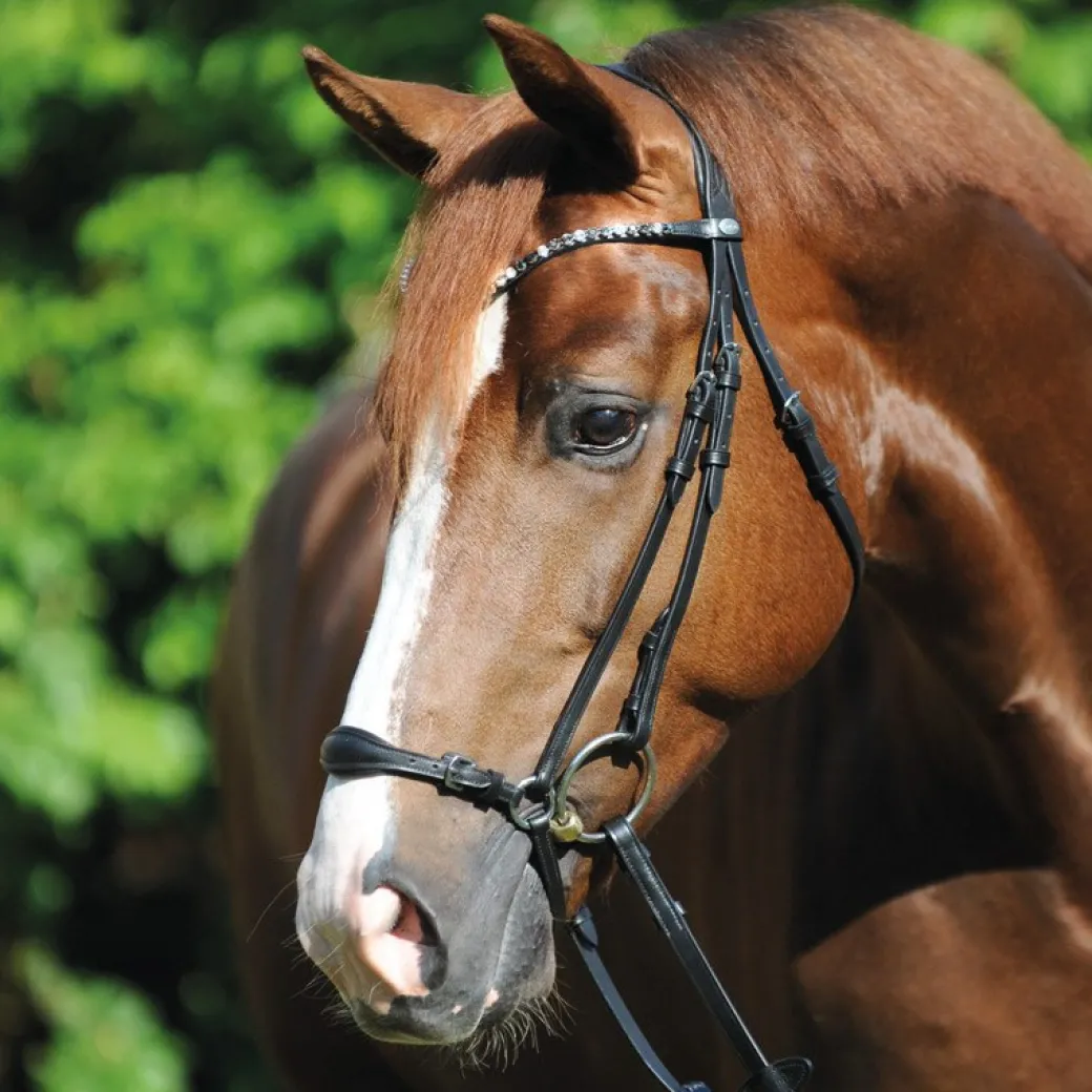 Kavalkade Fiala Drop Noseband Bridle