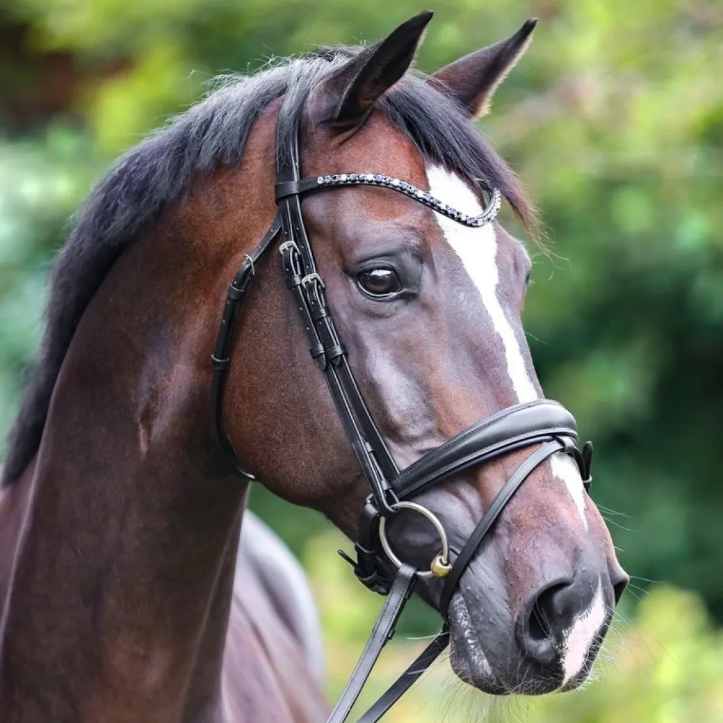 Kavalkade Ocean Snaffle Bridle