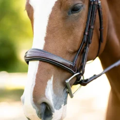 KL Select Hampton Hunter Bridle