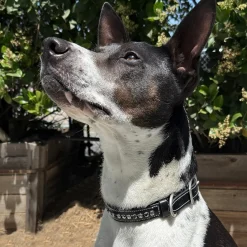 KL Select Impulsion Dog Collar
