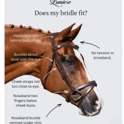 Lumiere Paloma Bridle