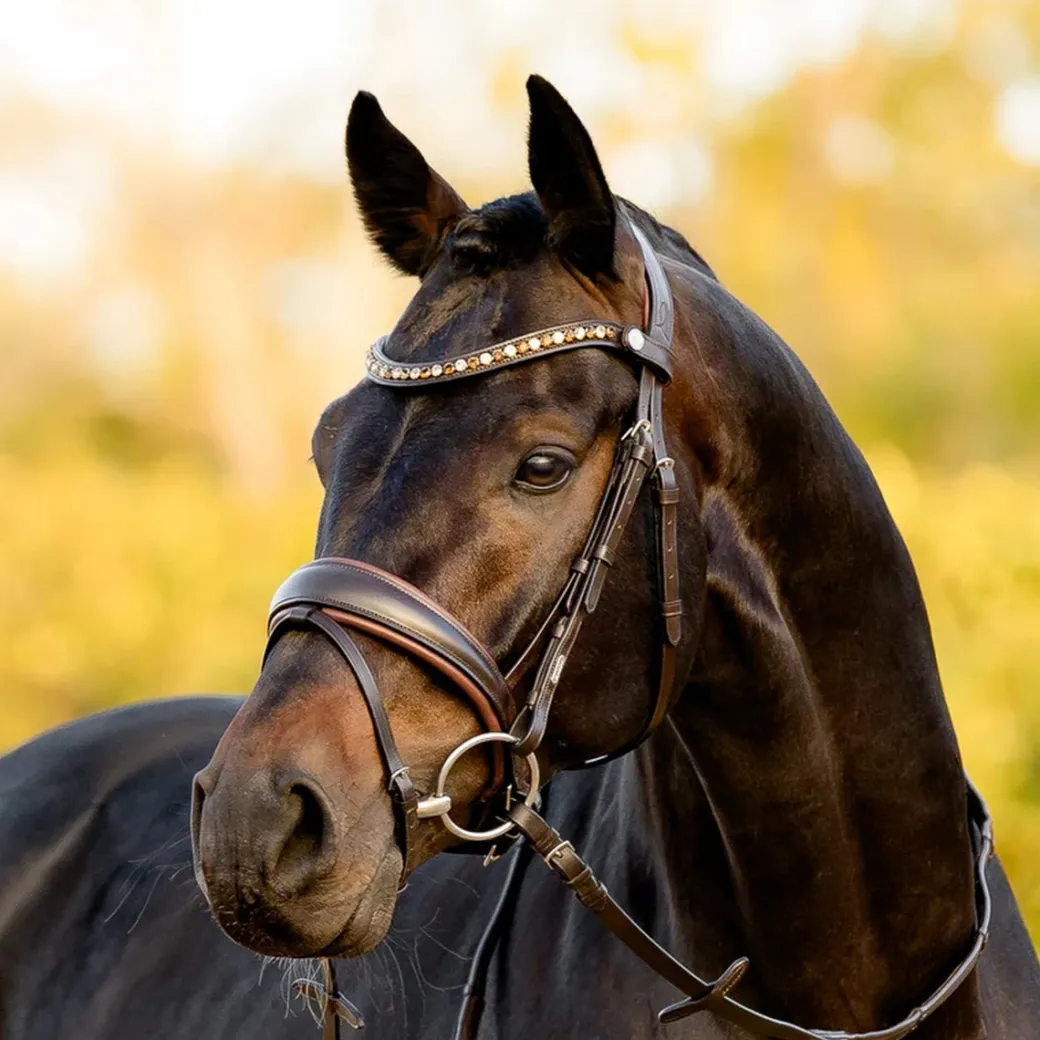 Lumiere Pippa Bridle