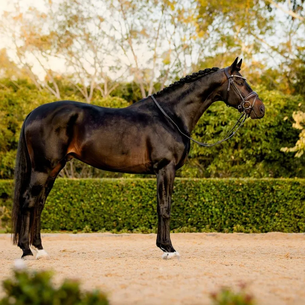 Lumiere Pippa Bridle