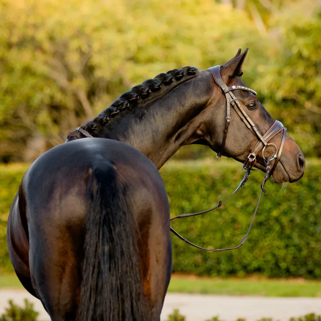 Lumiere Pippa Bridle