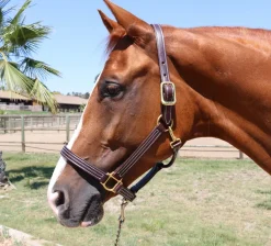 Mary's Walsh Leather British Halter