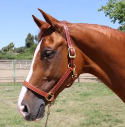Mary's Walsh Leather British Halter
