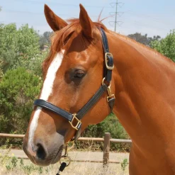 Mary's Walsh Leather Dressage Halter