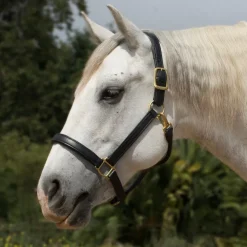 Mary's Walsh Leather Dressage Halter