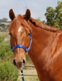 Mary's Walsh Nylon Halter