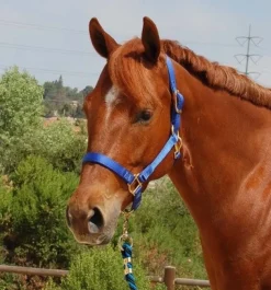 Mary's Walsh Nylon Halter