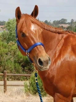 Mary's Walsh Nylon Halter