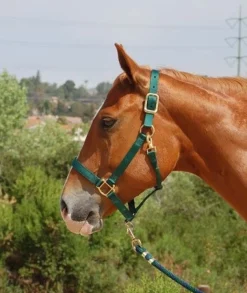 Mary's Walsh Nylon Halter