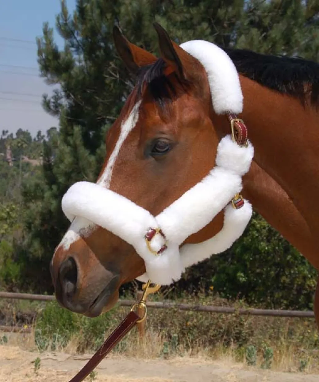 Mary's Walsh Shipping Halter